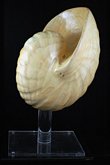 Wooden Shell Sculpture