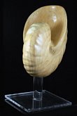 Wooden Shell Sculpture
